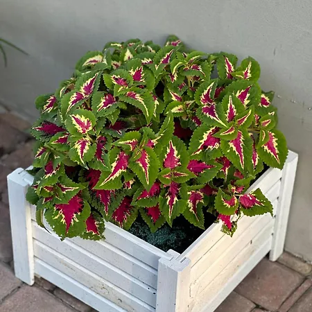 Centrum Fiszer Gasthof *