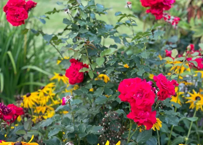 招待所 Centrum Fiszer