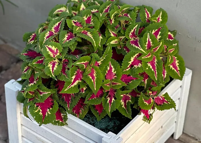 Centrum Fiszer 招待所 *